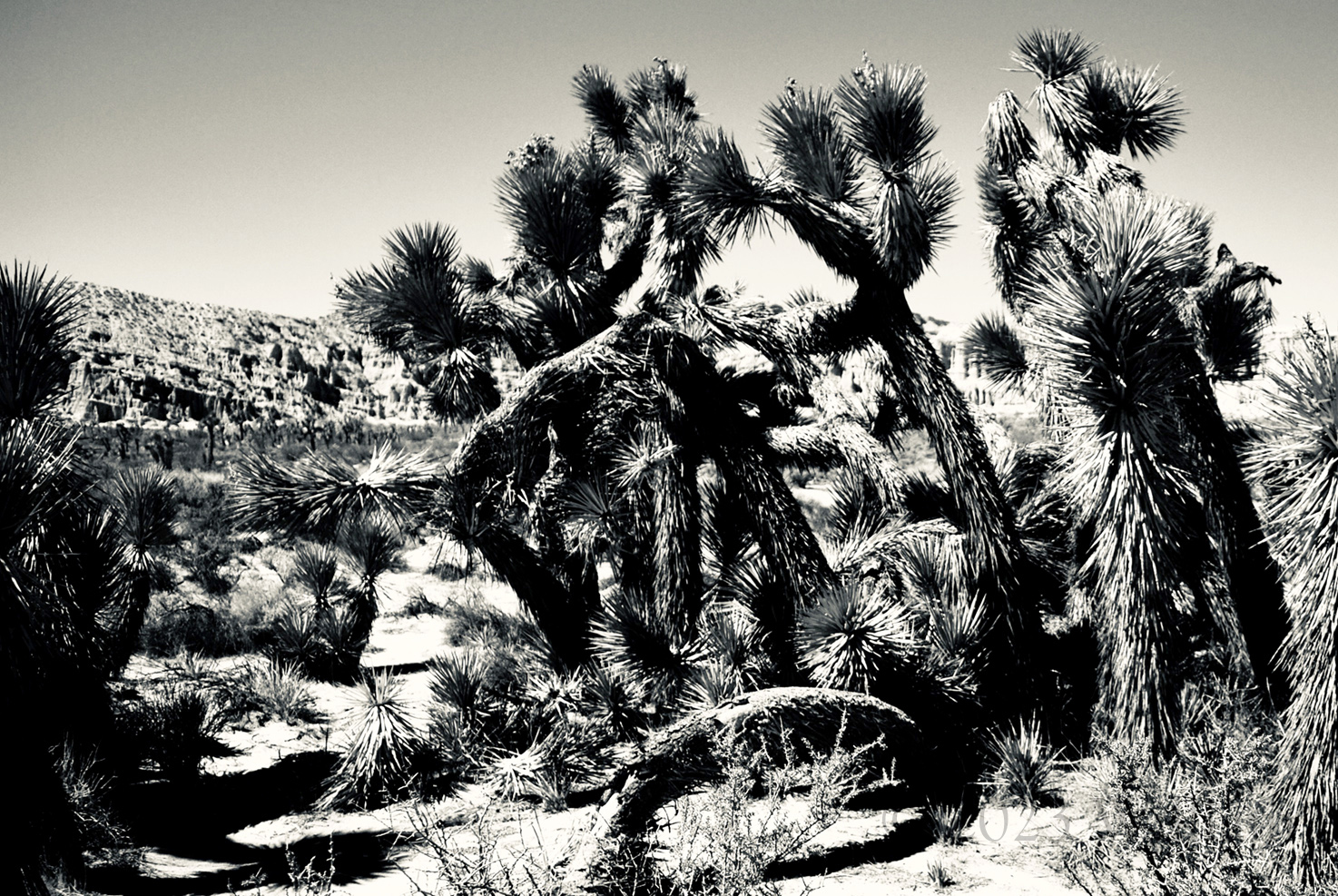 Joshua Tree