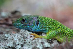 Old Lizard